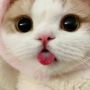 Cute Cat Blogs