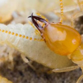 Termite Control gold coast